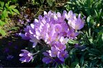 ImageUploadedBySymptome.ch1442129883.777255.jpg