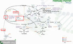 Methylation Cycle - Detailliert mit Markierungen.jpg