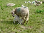 DSC02346.jpg