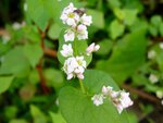 DSC02386.jpg