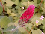 DSC02387.jpg