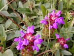 DSC02400.jpg