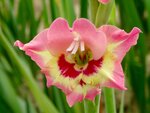 DSC02415.jpg