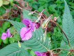 DSC02431.jpg