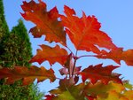DSC02461.jpg