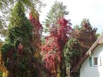 DSC02470.jpg