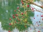 DSC02550.jpg