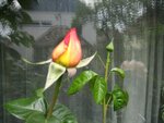 IMG_0598.jpg