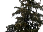 DSC02567.jpg