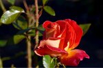 ImageUploadedBySymptome.ch1444461181.526215.jpg