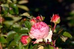 ImageUploadedBySymptome.ch1444461196.960452.jpg