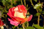 ImageUploadedBySymptome.ch1444461228.701482.jpg