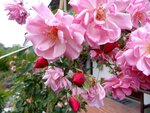 DSC02572.jpg