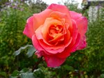 DSC02574.jpg