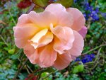 DSC02576.jpg