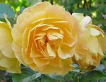 IMG_0698.jpg