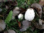 DSC02608.jpg