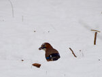 ImageUploadedBySymptome.ch1452113056.548311.jpg