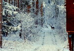 dsc01181jfoqo.jpg