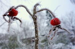 dsc01208lis16.jpg