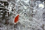 dsc012563dseb.jpg