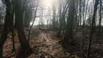 Wald.jpg