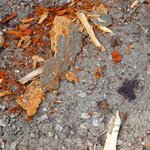 DSC03114.jpg