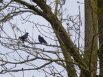 DSC03166.jpg