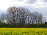 DSC03340.jpg