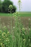 397px-Camelina_sativa_eF.jpg