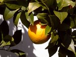 DSC03342.jpg