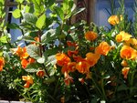 DSC03349.jpg