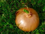 DSC03403.jpg