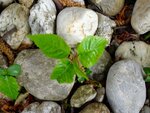 DSC03415.jpg
