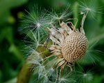 pusteblume.jpg