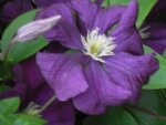 Clematis5.jpg