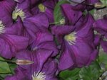 Clematis12.jpg