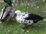 Enten2.jpg