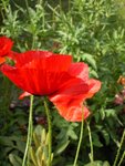 Mohn1.jpg