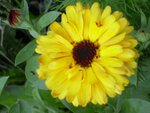 Calendula15.jpg