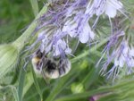 Phacelia7.jpg
