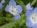 Nemophila4.jpg