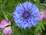 Centaurea2.jpg