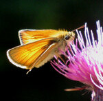 IMG_0287 Kopie.jpg