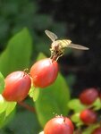 Beeren1.jpg