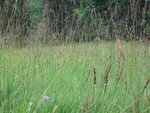 IMG_0158.jpg