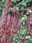 IMG_0175.jpg
