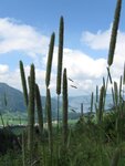 IMG_0184.jpg