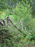 IMG_0163.jpg