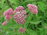 IMG_0194.jpg